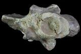 Dimetrodon Dorsal Vertebrae With Process #69407-3